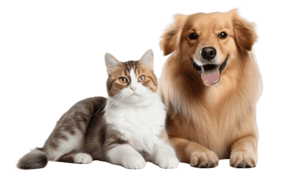 Dog and Cat Pet Insurance Hero
