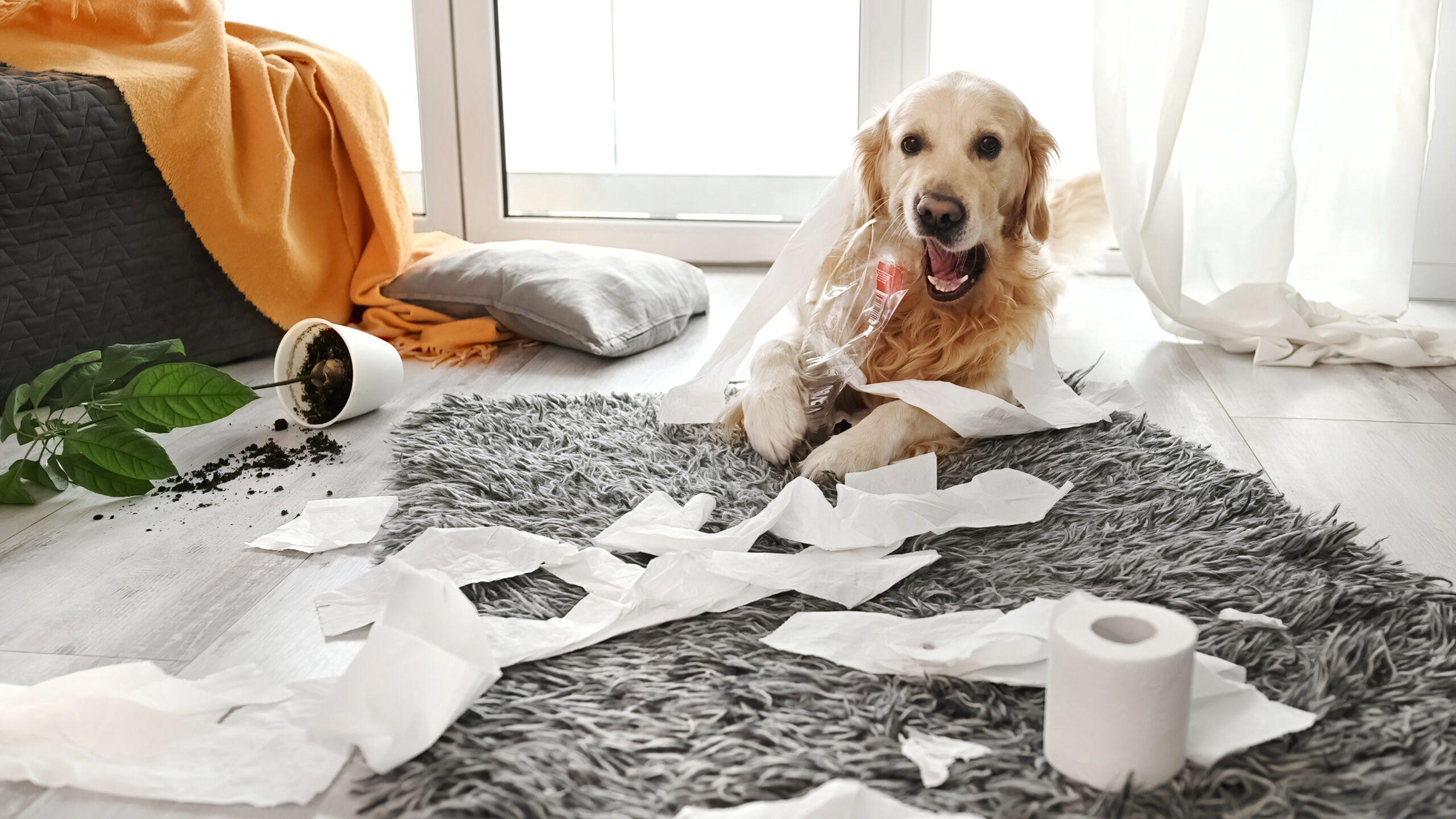 Pet Insurance